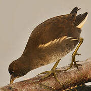 Common Moorhen