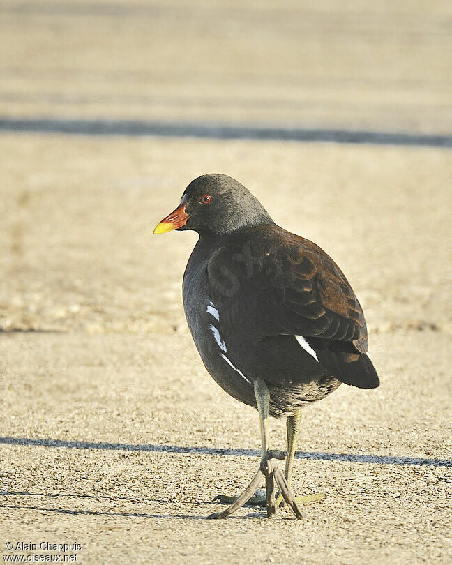 Common Moorhenadult, identification, Behaviour