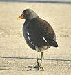 Gallinule poule-d'eau