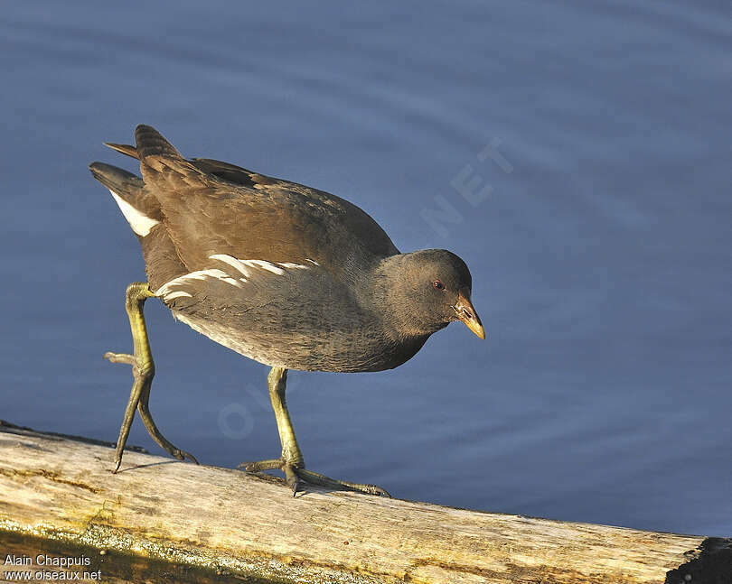 Gallinule poule-d'eauimmature, identification, Comportement