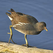 Gallinule poule-d'eau