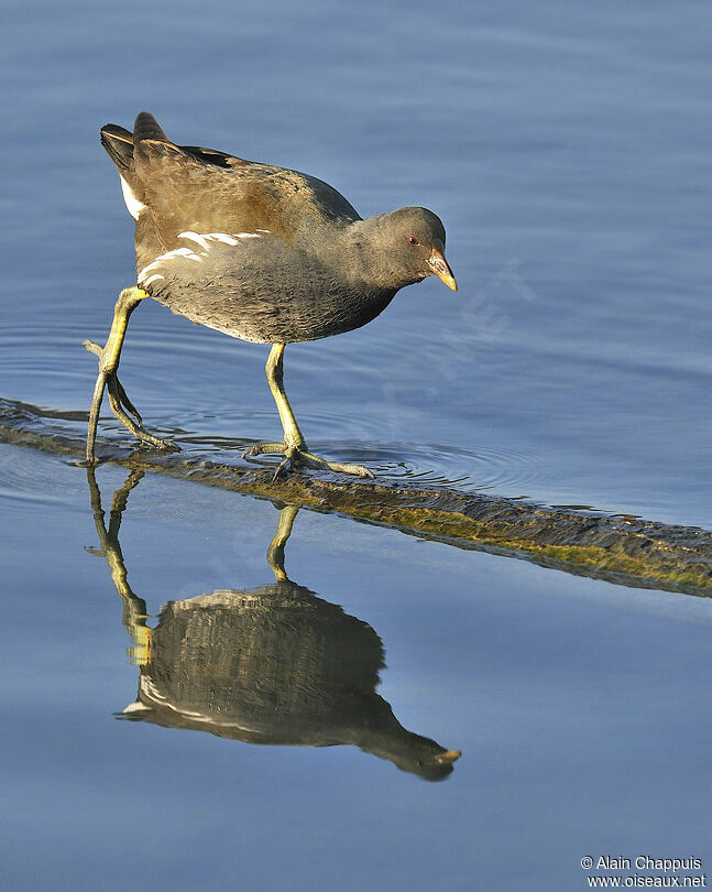 Common Moorhenjuvenile, identification, Behaviour
