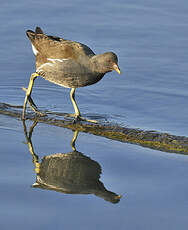 Gallinule poule-d'eau