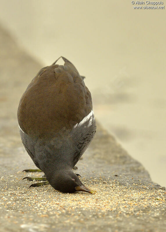 Common Moorhenimmature, feeding habits, Behaviour