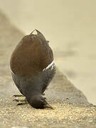 Common Moorhen