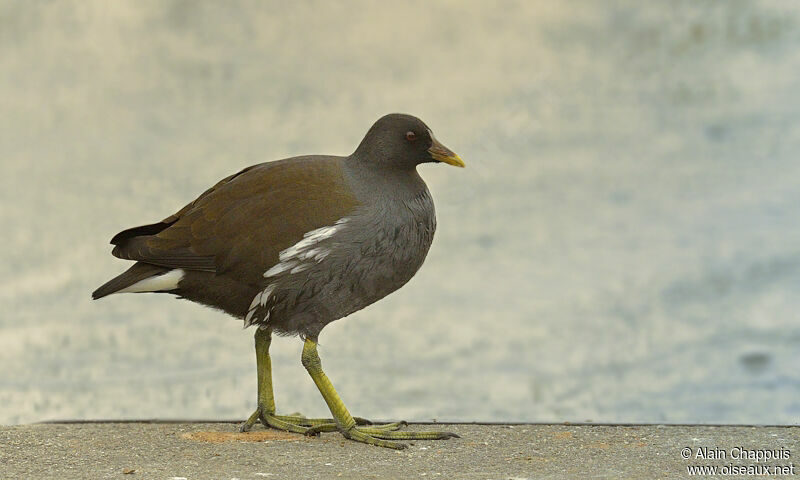 Gallinule poule-d'eauimmature, identification, Comportement