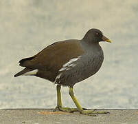 Common Moorhen