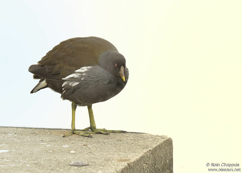 Gallinule poule-d'eauimmature, identification, Comportement