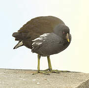 Common Moorhen