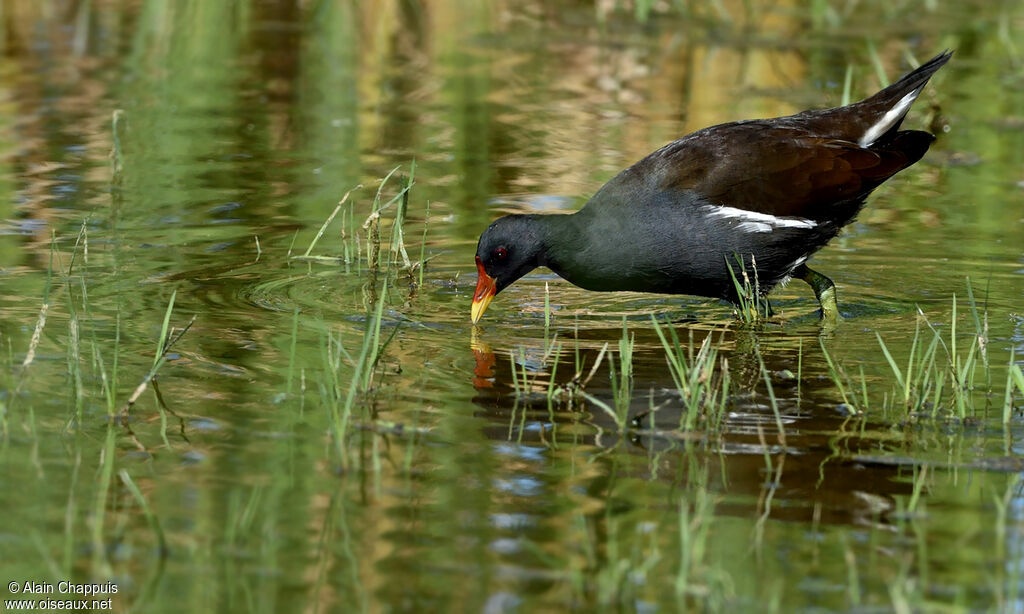 Gallinule poule-d'eauadulte, identification, régime, Comportement