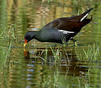 Gallinule poule-d'eau