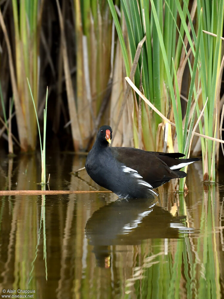 Common Moorhenadult, identification, Behaviour