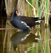 Gallinule poule-d'eau