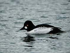 Common Goldeneye