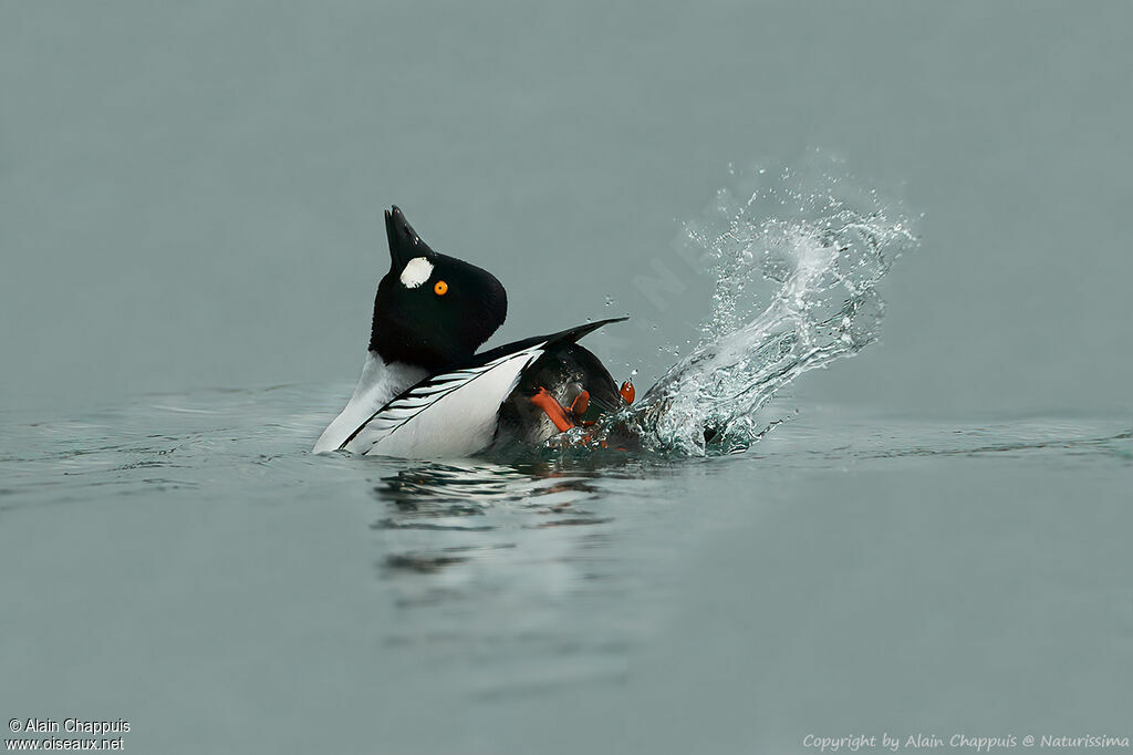 Common Goldeneyeadult, identification, swimming, courting display