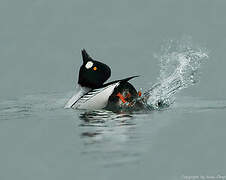 Common Goldeneye