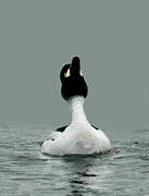 Common Goldeneye