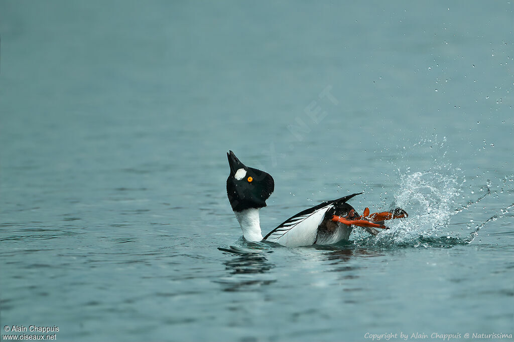 Common Goldeneyeadult, swimming, courting display