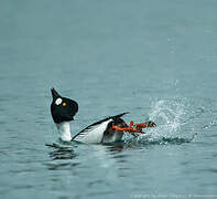 Common Goldeneye