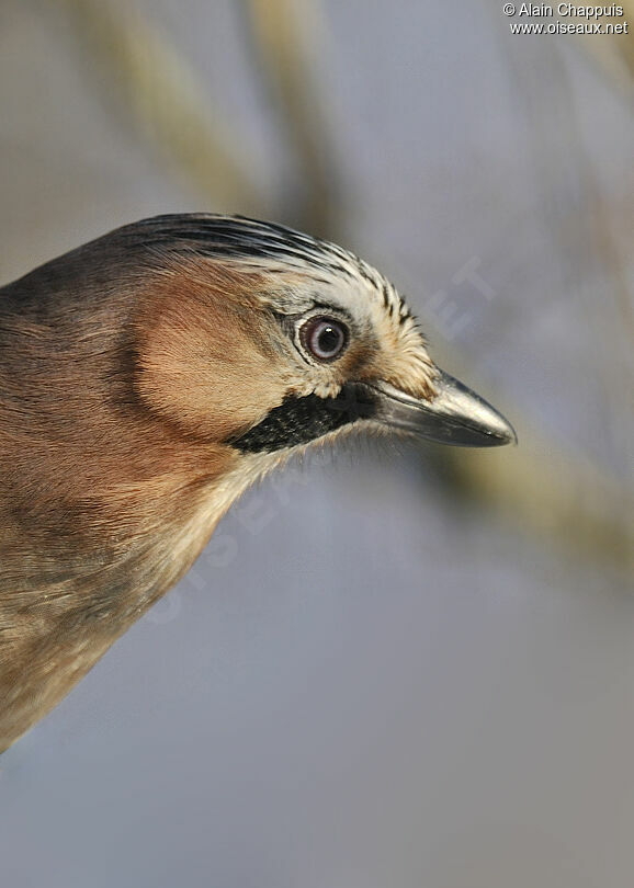 Geai des chênesadulte, identification