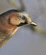 Eurasian Jay