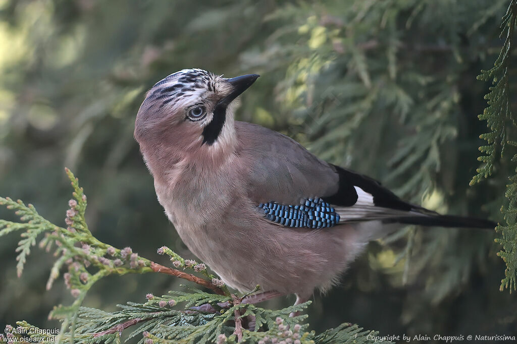 Eurasian Jay