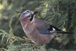 Eurasian Jay