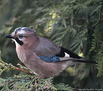 Eurasian Jay