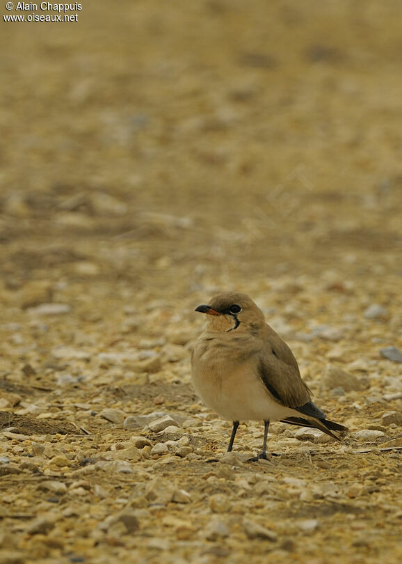 Collared Pratincoleadult breeding, identification, Behaviour