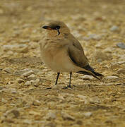 Collared Pratincole