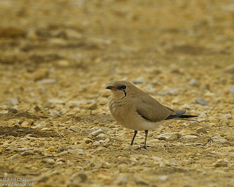 Glaréole à collieradulte nuptial, identification, Comportement