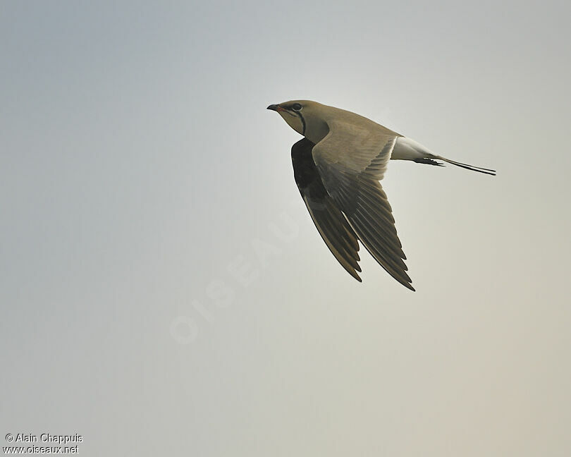 Collared Pratincoleadult breeding, identification, Flight, Behaviour