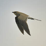 Collared Pratincole