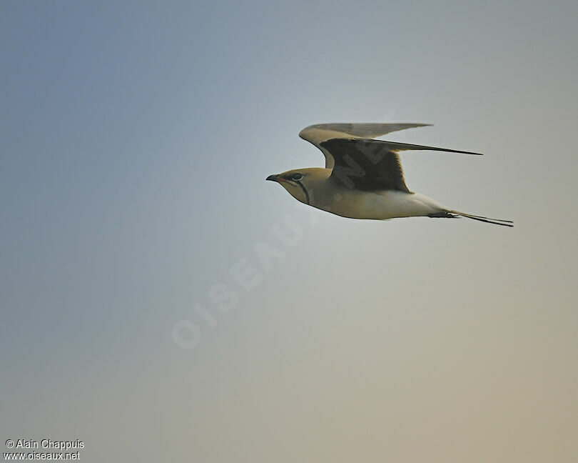 Collared Pratincoleadult breeding, identification, Flight, Behaviour