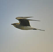 Collared Pratincole