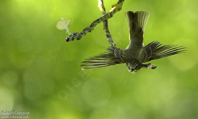 Spotted Flycatcheradult, Flight, Behaviour