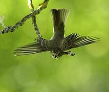 Spotted Flycatcher