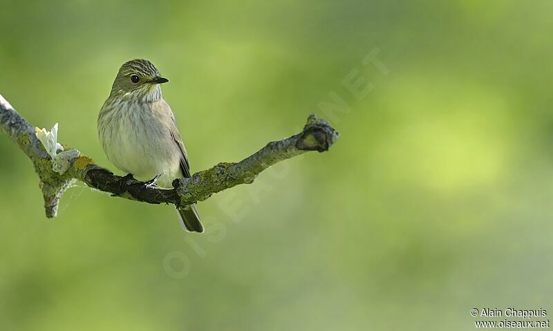 Gobemouche grisadulte, identification, Comportement