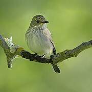 Spotted Flycatcher