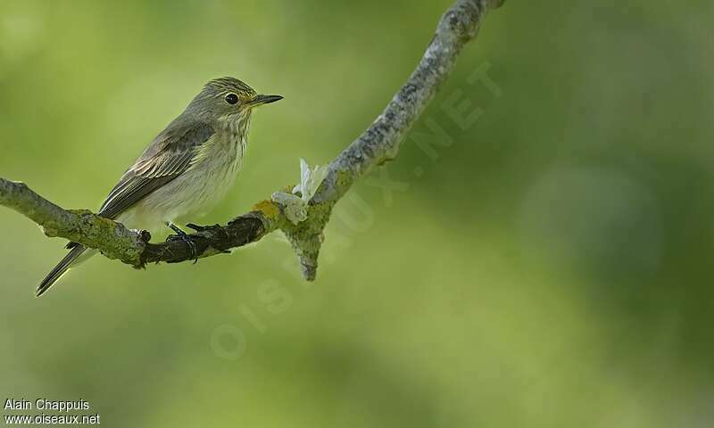 Gobemouche grisadulte internuptial, identification