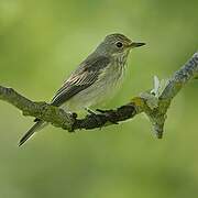 Spotted Flycatcher