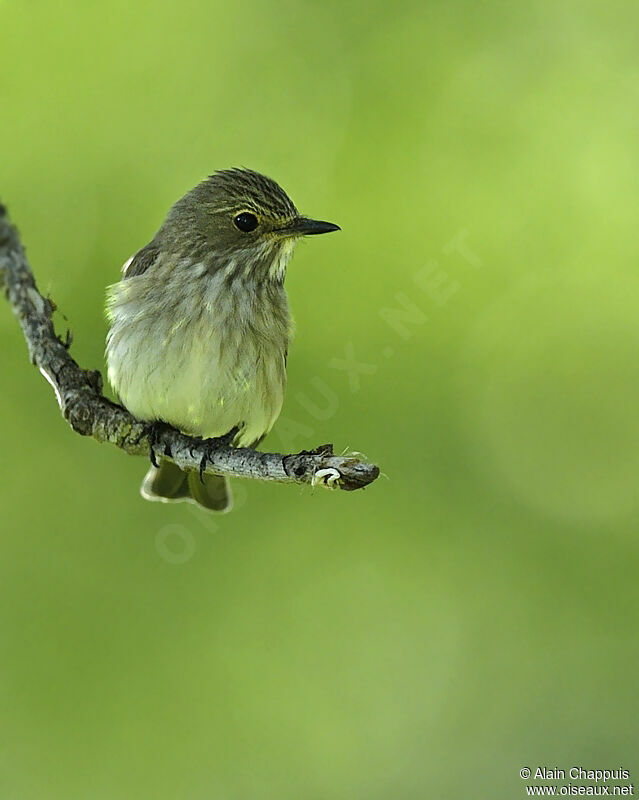 Spotted Flycatcheradult, Behaviour