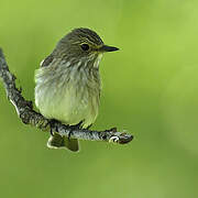 Spotted Flycatcher