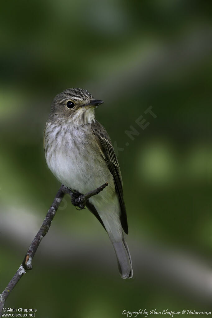 Spotted Flycatcher male adult, identification, close-up portrait