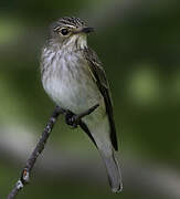 Spotted Flycatcher