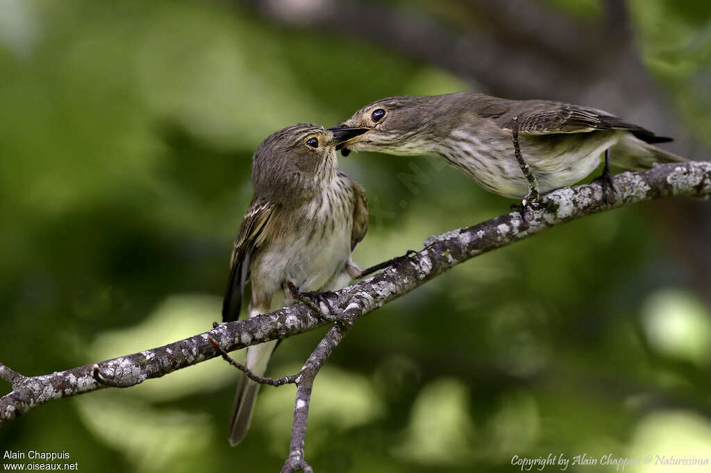 Spotted Flycatcheradult, Reproduction-nesting