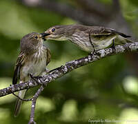 Spotted Flycatcher