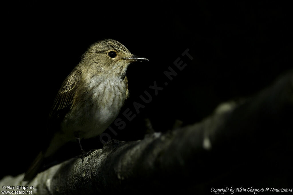 Spotted Flycatcheradult, identification, close-up portrait