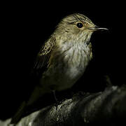 Spotted Flycatcher