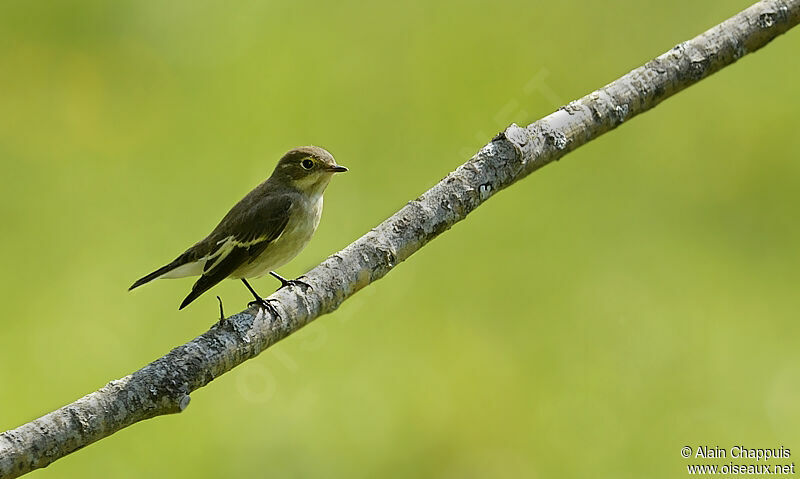 European Pied Flycatcheradult post breeding, identification, Behaviour